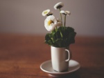 Flores blancas dentro de una taza