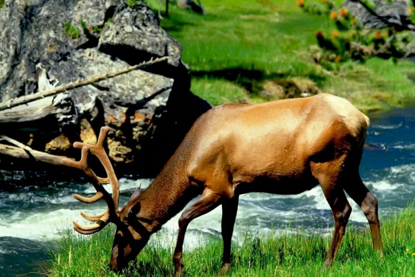 Un ciervo comiendo hierba junto a un río
