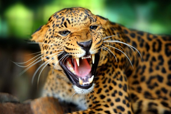 Un leopardo enfurecido