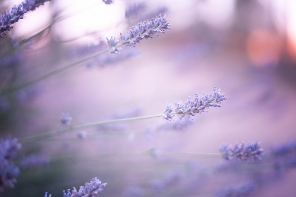 Hermosas flores de lavanda