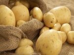 Patatas recién recogidas del campo