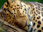 Leopardo dormido