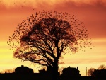 Aves en torno a un árbol