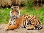 Un tigre relajado