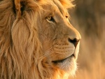 La cara de un gran león