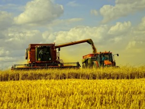 Tiempo para la cosecha de trigo