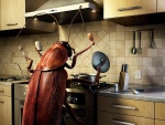 Insecto cocinando