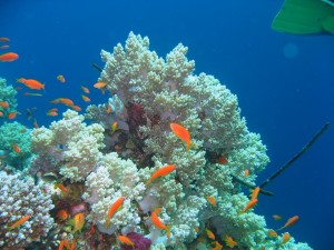 Postal: Peces entre los corales