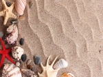 Estrellas de mar, caracolas y piedras agrupadas sobre la arena
