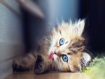 Un gatito mostrando su pequeña lengua