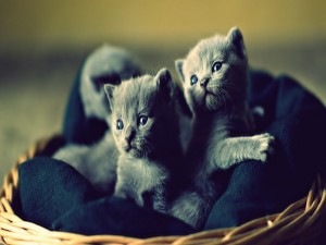 Pequeños gatos grises dentro de una cesta