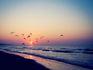 Aves volando sobre una playa al amanecer