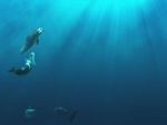Delfines nadando bajo el mar