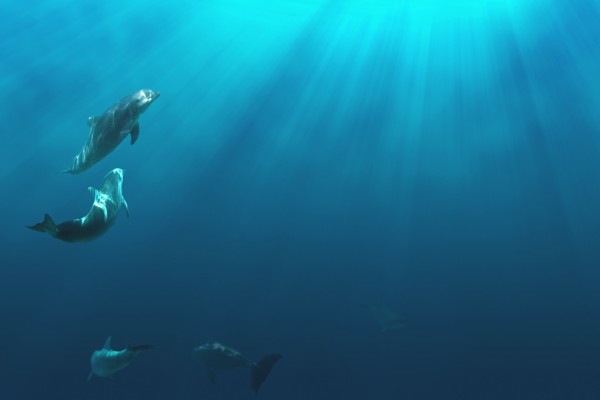 Delfines nadando bajo el mar