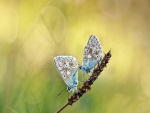 Dos mariposas sobre una espiga