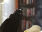 Gato negro en una habitación
