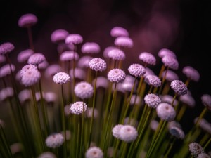Postal: Bonitas flores silvestres de color púrpura