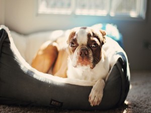 Postal: Un perro descansando sobre su cama