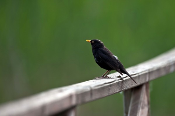 Pájaro negro sobre una barandilla de madera