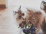 Gato junto a un jarrón con flores silvestres