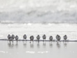 Pájaros en la orilla del mar