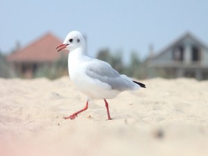 Postal: Gaviota caminando sobre la arena de una playa