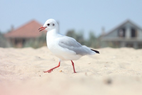 Gaviota caminando sobre la arena de una playa