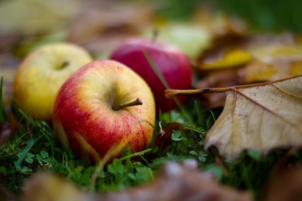 Manzanas sobre la hierba en otoño
