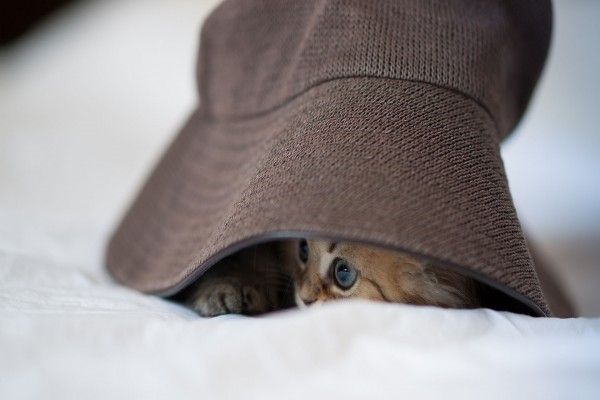 Gato bajo un sombrero