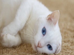 Un lindo gato blanco tumbado en una alfombra