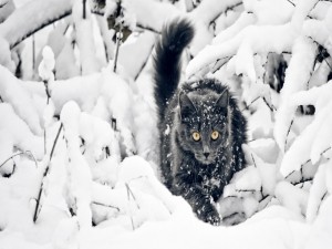Postal: Un gato oscuro caminando sobre la nieve