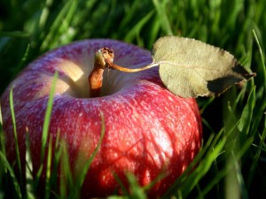 Postal: Manzana roja sobre la hierba