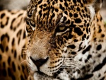 Un jaguar descansando