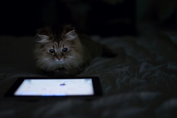 Gato mirando una tablet en la oscuridad