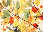 Hojas de colores al comienzo del otoño