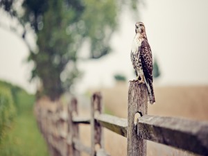 Halcón posado en una valla de madera