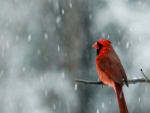 Cardenal macho bajo la nieve