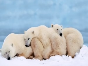 Osos polares acurrucados dándose calor