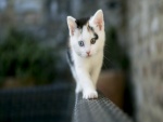 Gatito caminando sobre una baranda