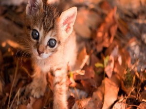 Gatito entre hojas otoñales
