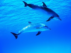 Postal: Dos delfines bajo el agua