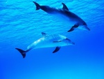 Dos delfines bajo el agua