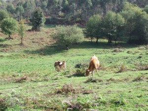 Postal: Vacas pastando en un prado asturiano