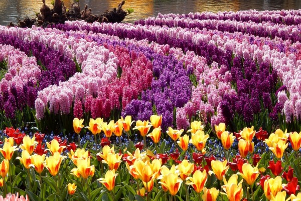 Parque con tulipanes y jacintos