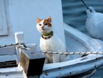 Gato observando con atención desde un barco