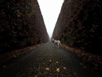 Perro en un camino con hojas otoñales