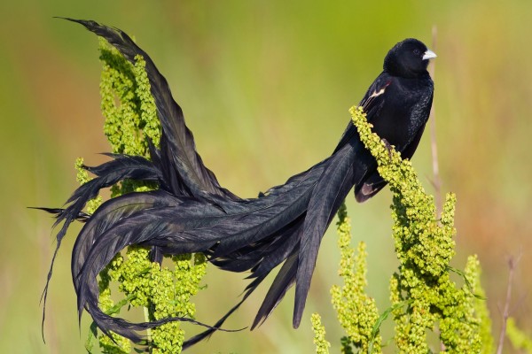 Pájaro con un largo plumaje