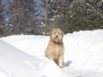 Un perro sobre la nieve