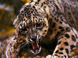 Un jaguar muy enfadado