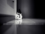 Gato doméstico reflejado en el suelo